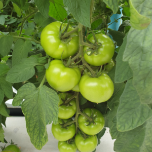 Lovella (E15B.51156) F1