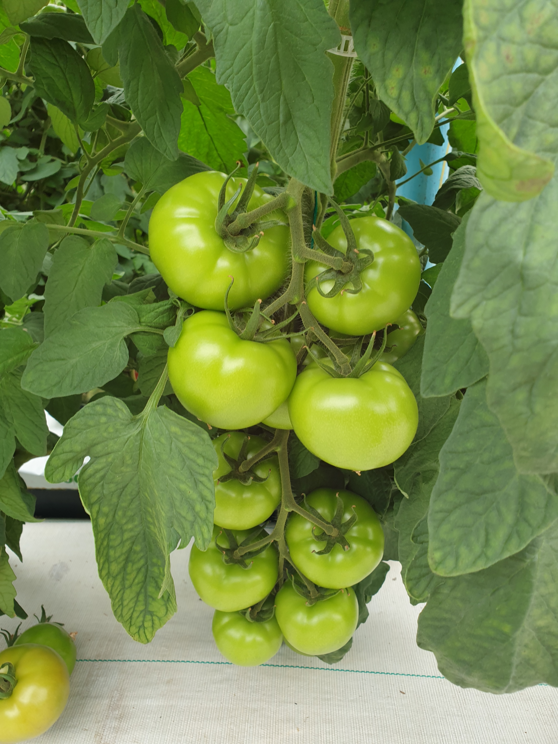 Lovella (E15B.51156) F1