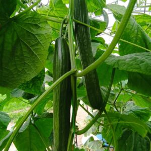 Skukuza (E23L.16589) F1